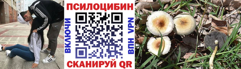 darknet какой сайт  где можно купить   Красноярск  Псилоцибиновые грибы Magic Shrooms 
